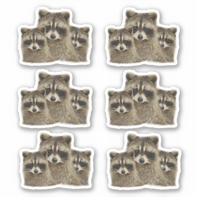 Cute Family of Raccoons (Front)
