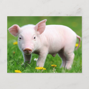Cute Farm Living Barn Pink Piglet   Postcard