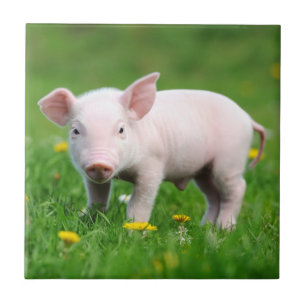 Cute Farm Living Barn Pink Piglet Tile