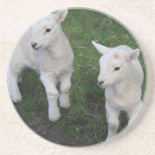 Cute Farm Ranch Baby Twins Sheep Lamb Coaster
