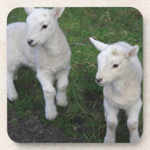 Cute Farm Ranch Baby Twins Sheep Lamb Coaster