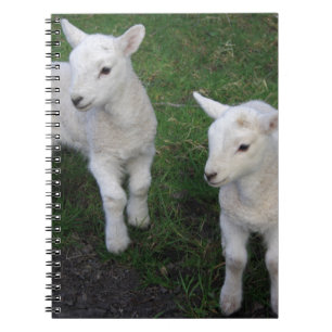 Cute Farm Ranch Baby Twins Sheep Lamb Notebook