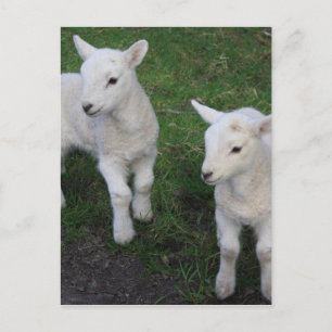 Cute Farm Ranch Baby Twins Sheep Lamb Postcard