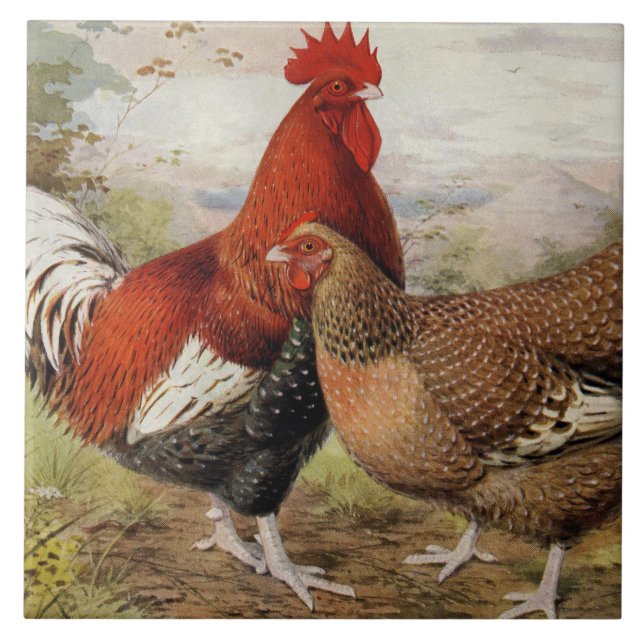 Cute farmhouse rooster hen decor tile (Front)