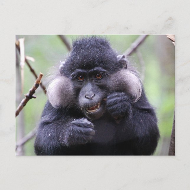 Cute fauna postcard (Front)