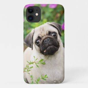 Cute Fawn Coloured Pug Puppy Dog Face Pet Photo -- iPhone 11 Case