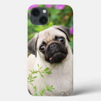 Cute Fawn Coloured Pug Puppy Dog Face Pet Photo -