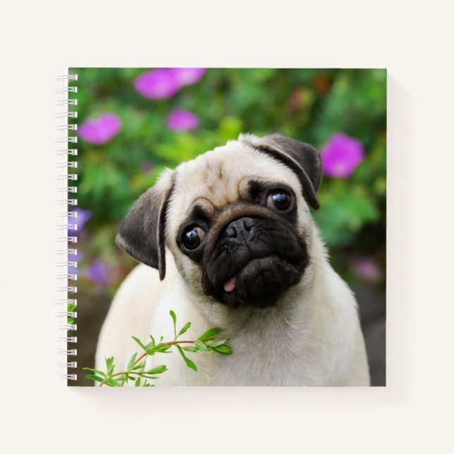 Cute Fawn Coloured Pug Puppy Dog Face Pet Photo - Notebook (Front)