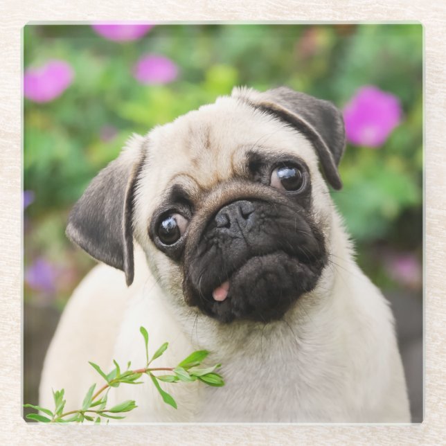 Cute Fawn Coloured Pug Puppy Dog Portrait Photo - Glass Coaster (Front)