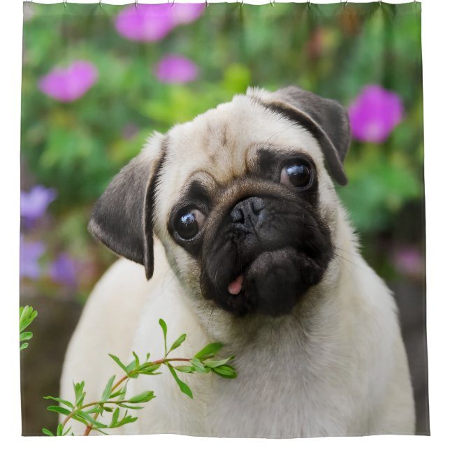 Cute fawn pug puppy, bathroom Tub (Front)