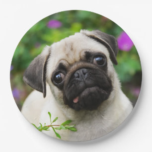 Cute Fawn Pug Puppy Dog Portrait, Happy Party Paper Plate