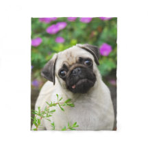 Cute fawn pug puppy