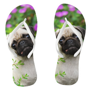 Cute fawn pug puppy flip flops