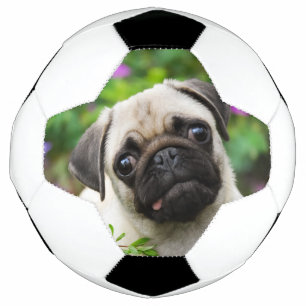 Cute fawn pug puppy soccer ball