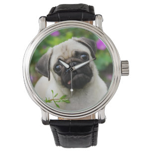 Cute fawn pug puppy watch