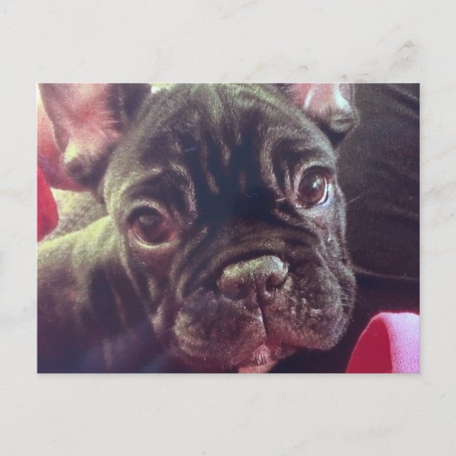 Cute Female French Bulldog Brindle Brown Frenchie Postcard (Front)