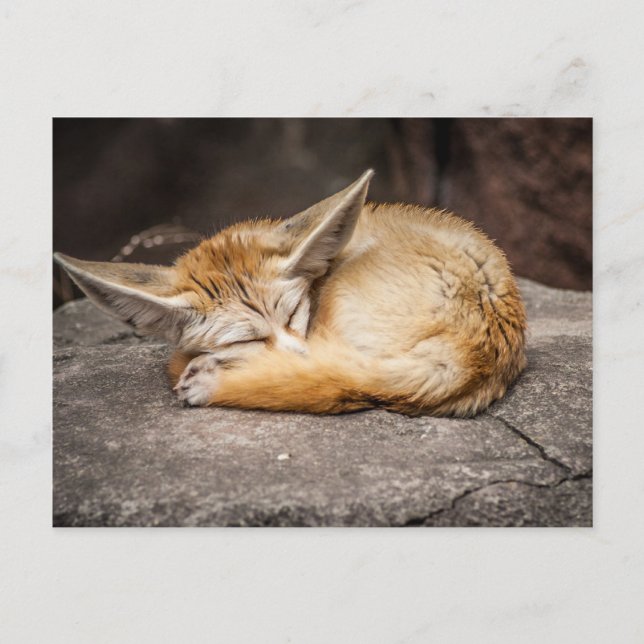 Cute Fennec Fox Postcard (Front)