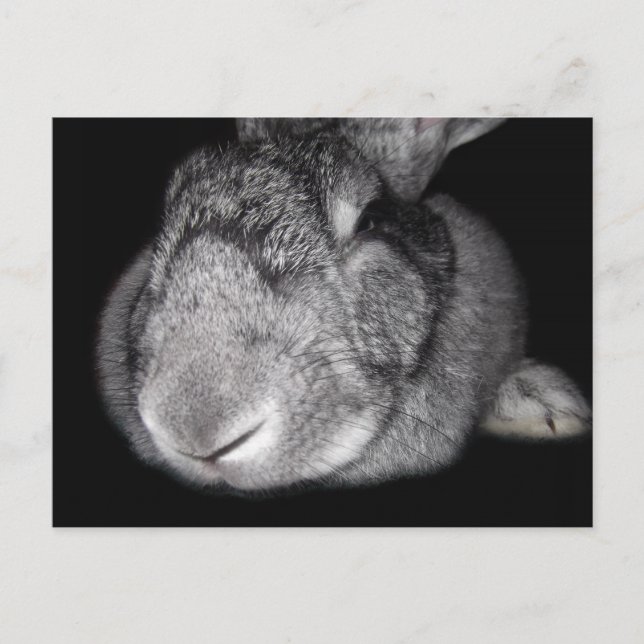 Cute Flemish Giant Some Bunny Loves You! Postcard (Front)
