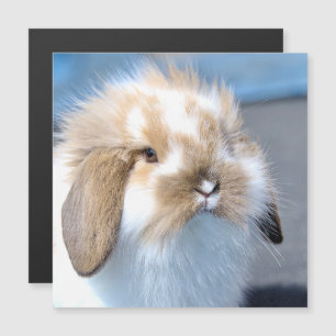 Cute Flemish white and brown rabbit