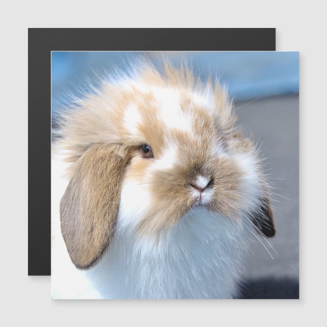 Cute Flemish white and brown rabbit    (Front/Back)