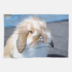 Cute Flemish white and brown rabbit Kitchen Towel
