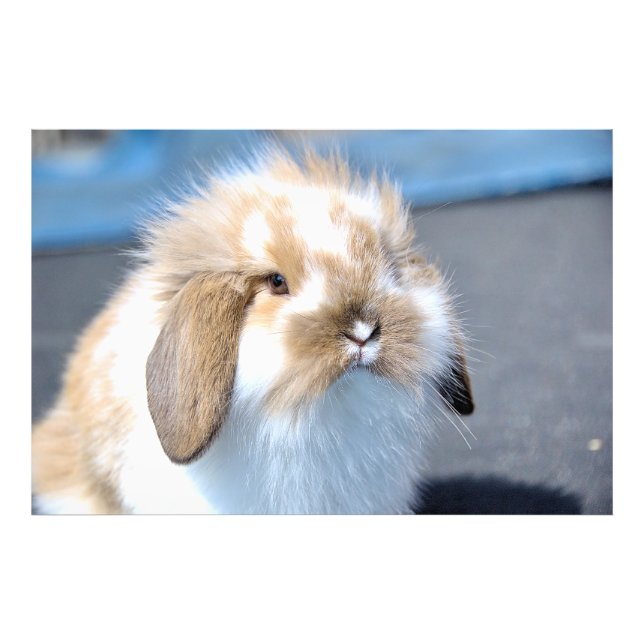 Cute Flemish white and brown rabbit    Photo Print (Front)