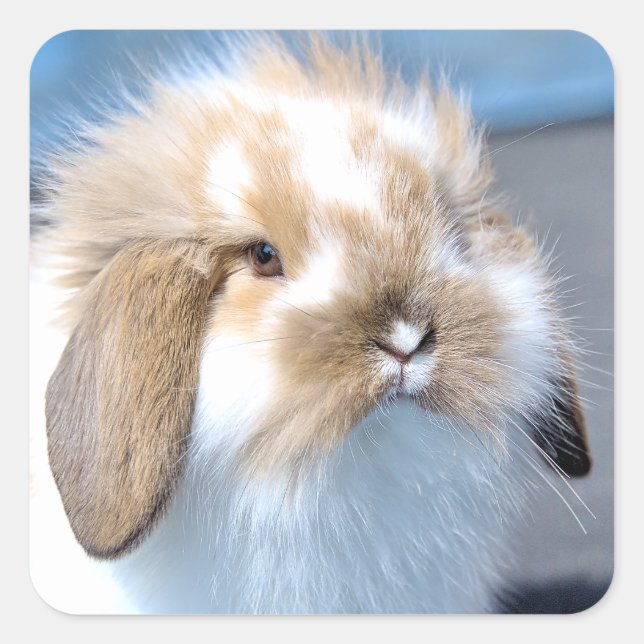 Cute Flemish white and brown rabbit      Square Sticker (Front)