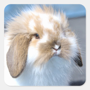 Cute Flemish white and brown rabbit      Square Sticker