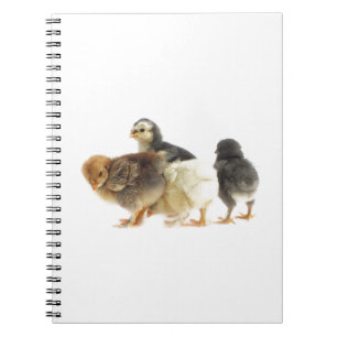 cute fluffy chicks notebook