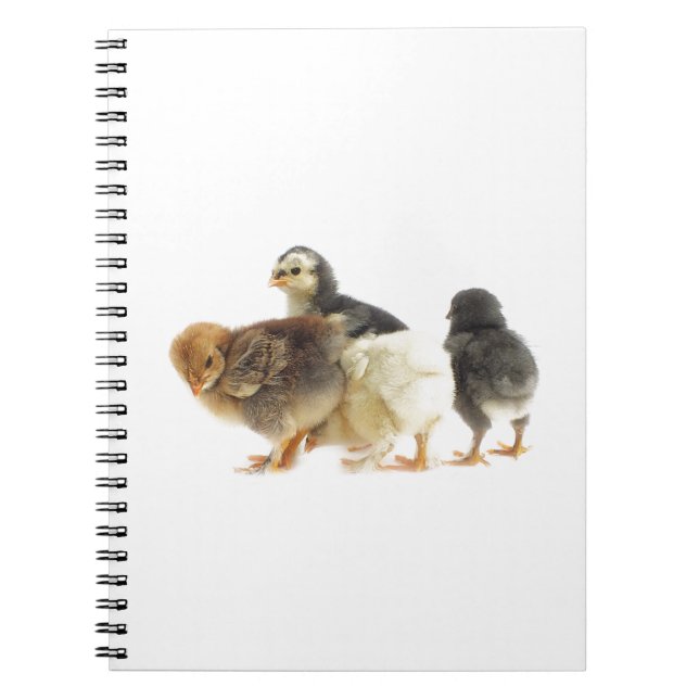 cute fluffy chicks notebook (Front)