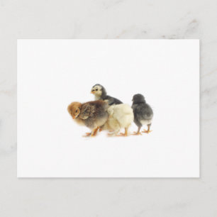 cute fluffy chicks postcard
