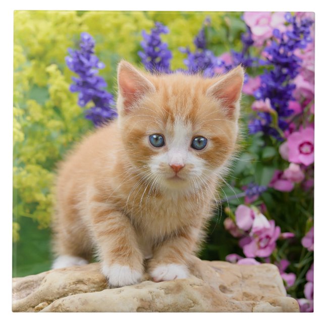 Cute Fluffy Ginger Cat Kitten Flowers Pet Photo -- Tile (Front)