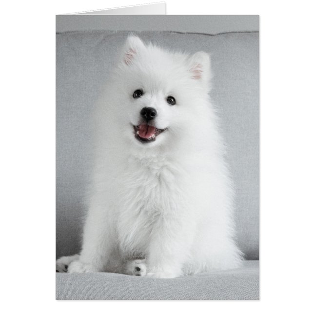 Cute Fluffy Japanese Spitz Puppy (Front)