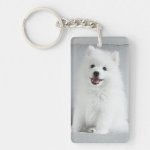 Cute Fluffy Japonais Spitz Puppy