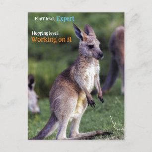 Cute fluffy joey Kangaroo Holiday Postcard