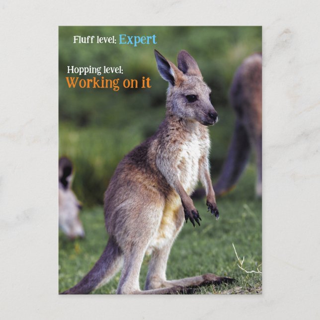 Cute fluffy joey Kangaroo Holiday Postcard (Front)