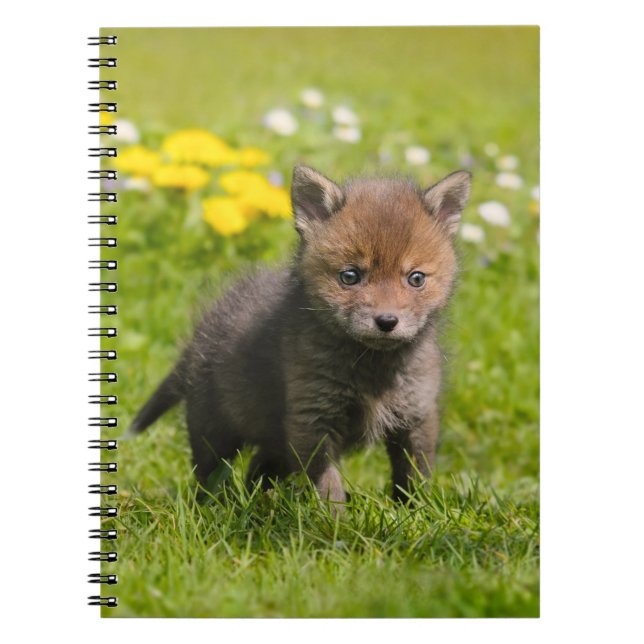 Cute Fluffy Red Fox Cub Baby Animal, Photocover Notebook (Front)