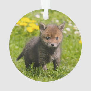Cute Fluffy Red Fox Cub Wild Baby Animal -
