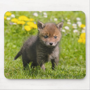 Cute Fluffy Red Fox Cub Wild Baby Animal, Supply Mouse Pad