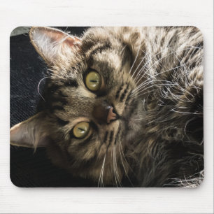 Cute Fluffy Tabby Cat Mouse Pad