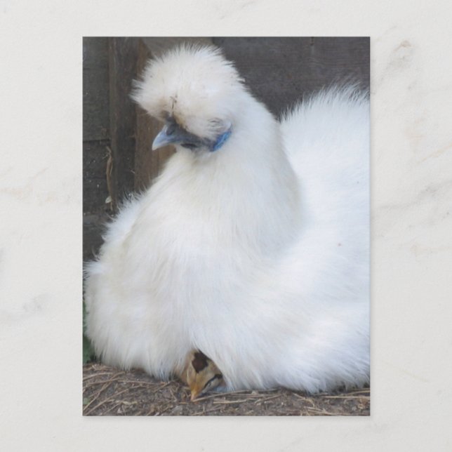 Cute Fluffy White Chicken and Chick postcard (Front)