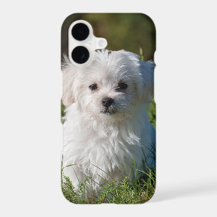 Cute Fluffy White Maltese Puppy Dog