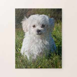 Cute Fluffy White Maltese Puppy Dog Jigsaw Puzzle