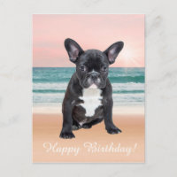 Cute French Bulldog Beach Sun Water
