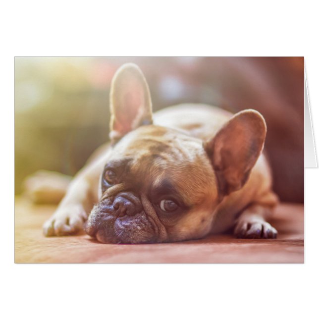 Cute French Bulldog Face, Lying Down (Front Horizontal)