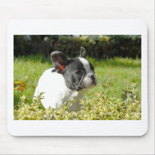Cute French bulldog on grass Mouse Pad