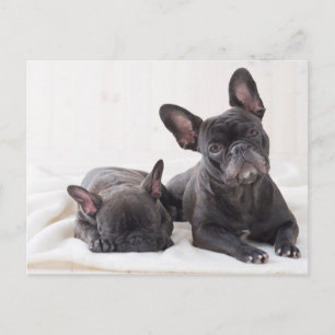 Cute French Bulldog Postcard