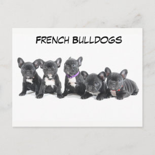 Cute French Bulldog Puppies Postcard