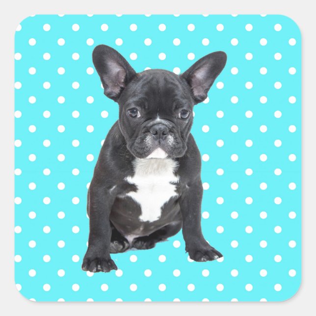 Cute French Bulldog Puppy Blue Polka Dots Square Sticker (Front)