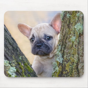 Cute French Bulldog Puppy Posing in a Branch Fork Mouse Pad